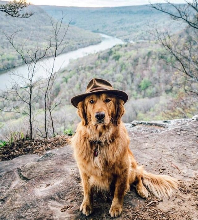 Dog wearing a hat in the woods
