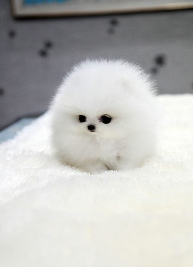 A very round fluffy pup