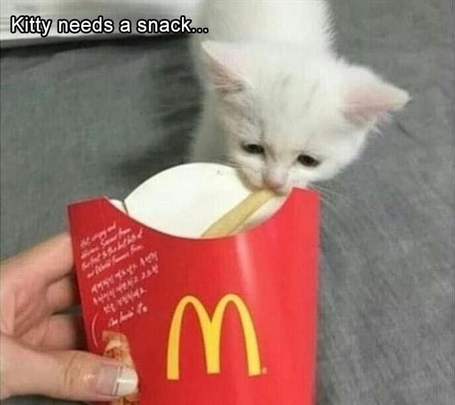 Kitten eating a french fry