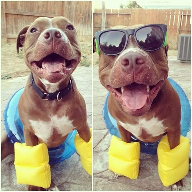Dog wearing sunglasses and pool floaties.