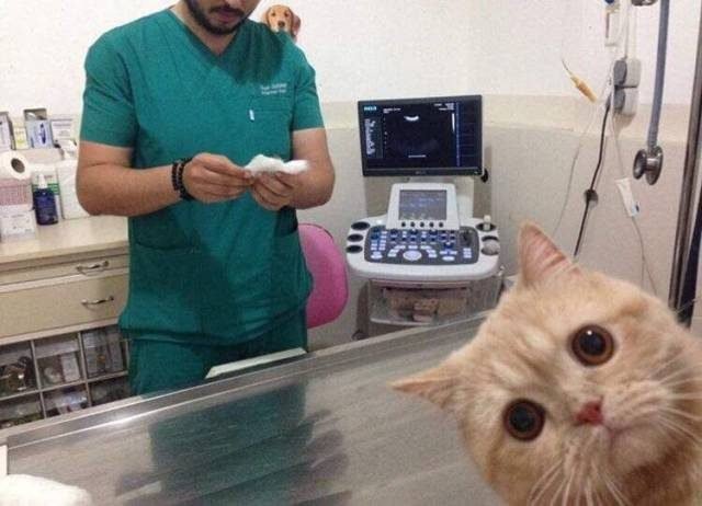 Betrayed cat at vet