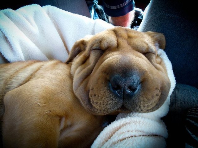 Dog with very squishy, wrinkly face.