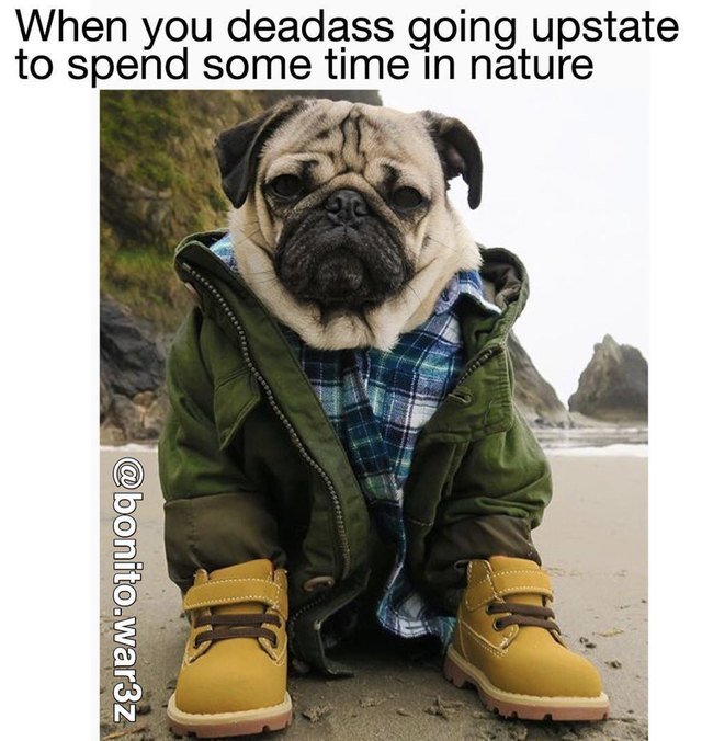 Pug all dressed up in Timberlands and outdoor stuff