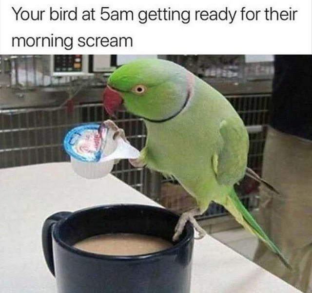 Bird putting creamer in coffee