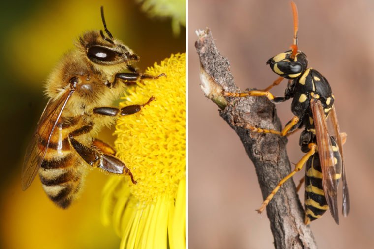 Bee-Vs-Wasp