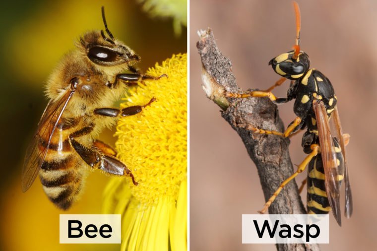 Bee-vs-Wasp