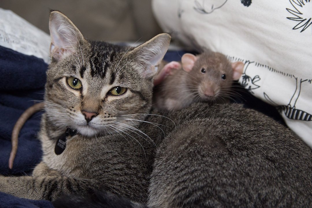 Rat hanging out with a cat