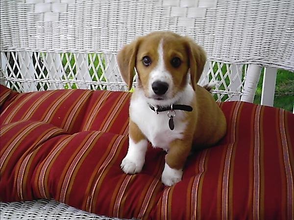 corgi-beagle-mix-puppy