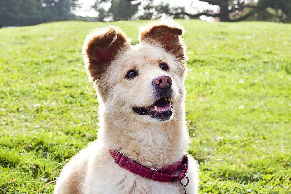 corgi-x-chow-chow