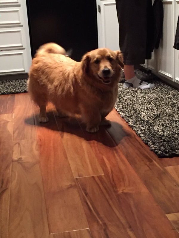 corgi-x-golden-retreiver