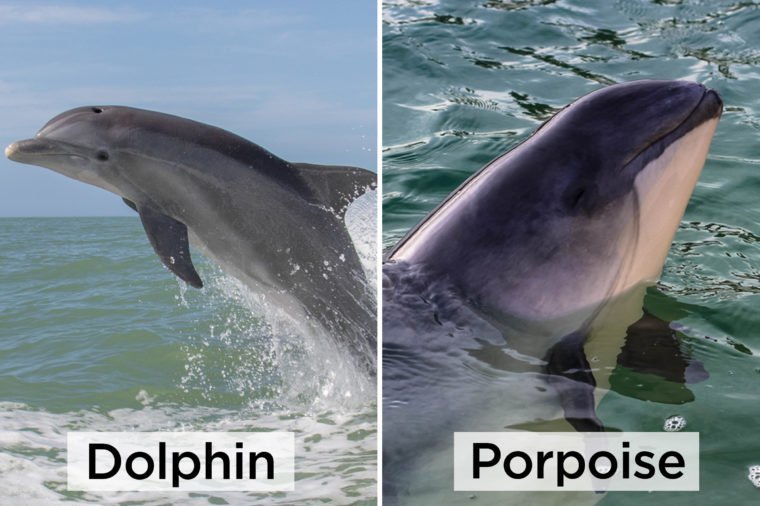 Dolphin-vs-porpise