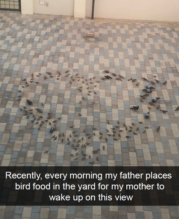 Funny animal snapchats