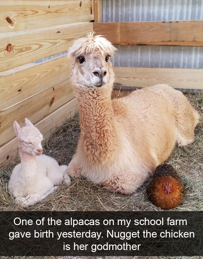 Funny animal snapchats