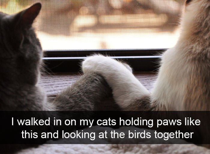 Funny animal snapchats