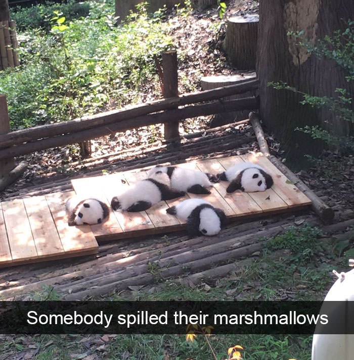 Funny animal snapchats