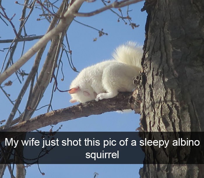 Funny animal snapchats