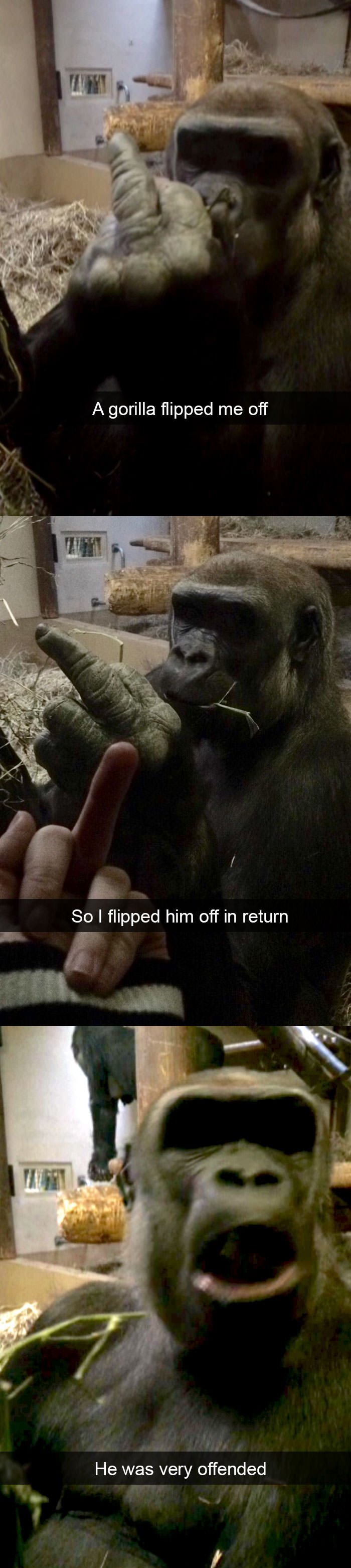 Funny animal snapchats