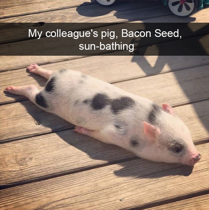 Funny animal snapchats