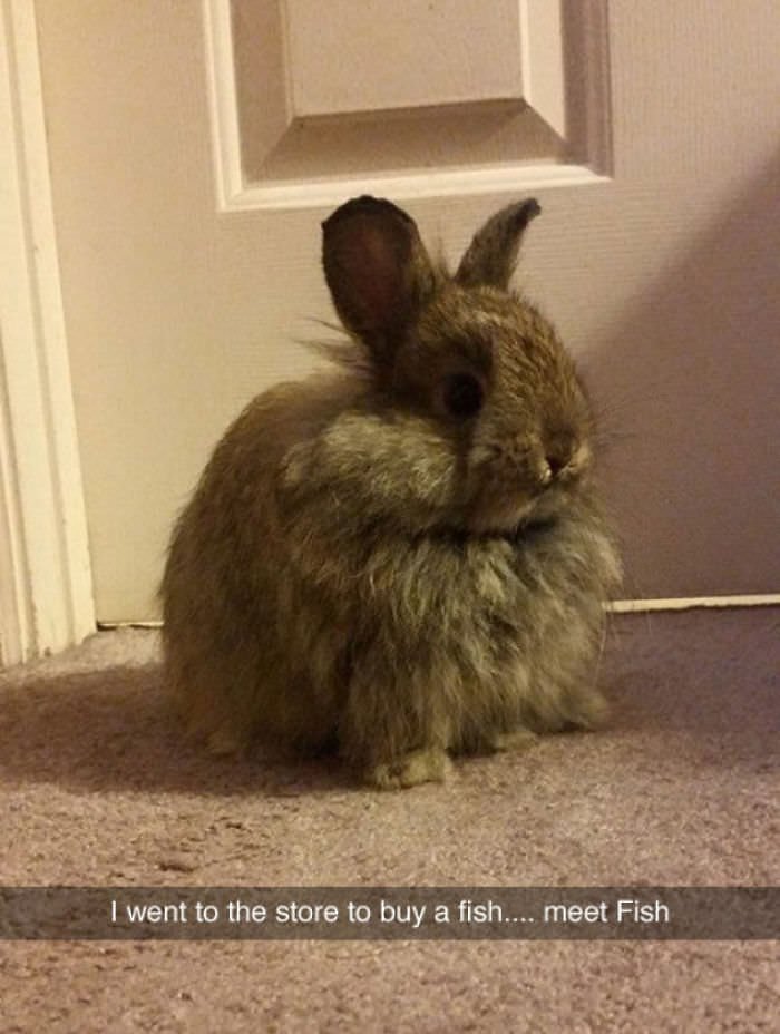 Funny animal snapchats