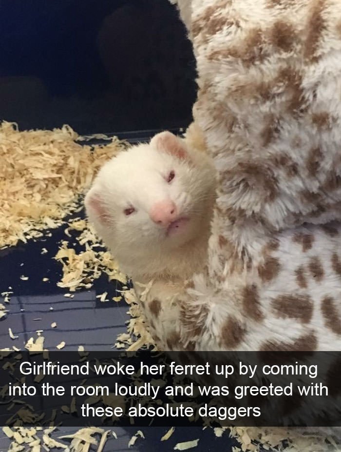 Funny animal snapchats