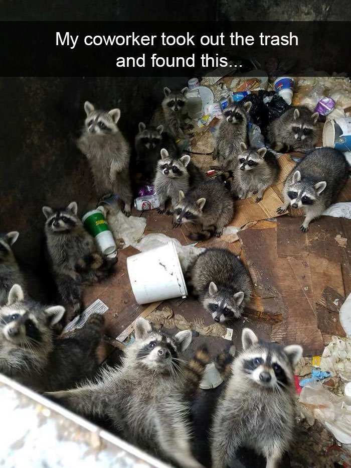 Funny animal snapchats