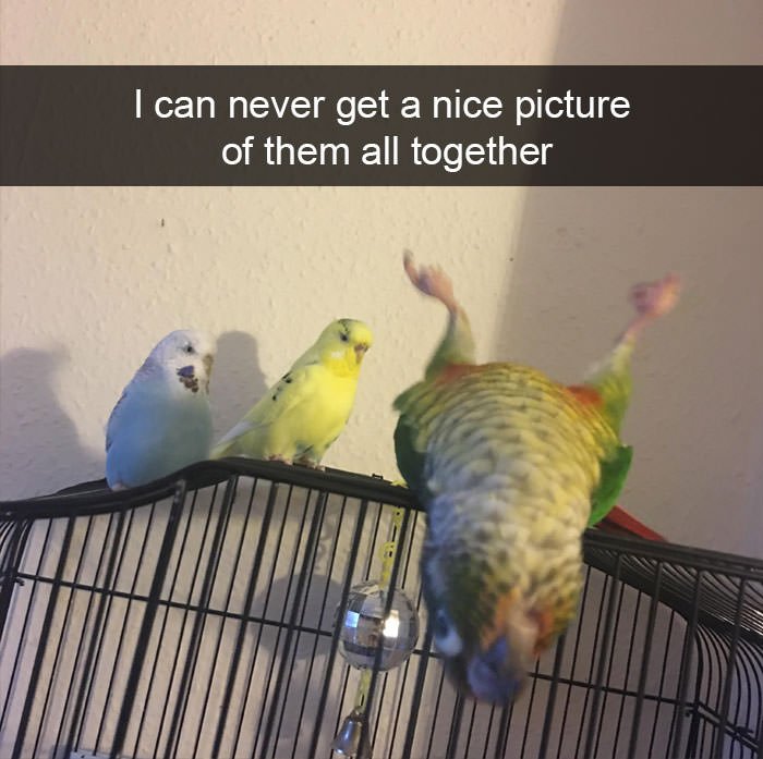 Funny animal snapchats