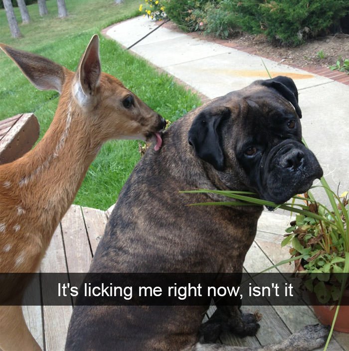 Funny animal snapchats