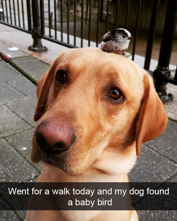 Funny animal snapchats