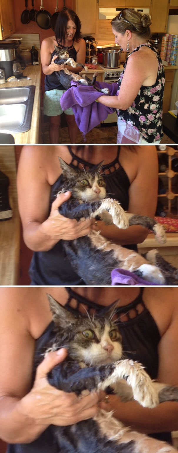  My Mom & Her Best Friend Got Drunk And Gave My Cat A Bath
