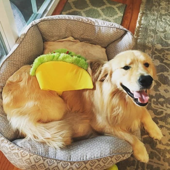 Costume For Large Dogs