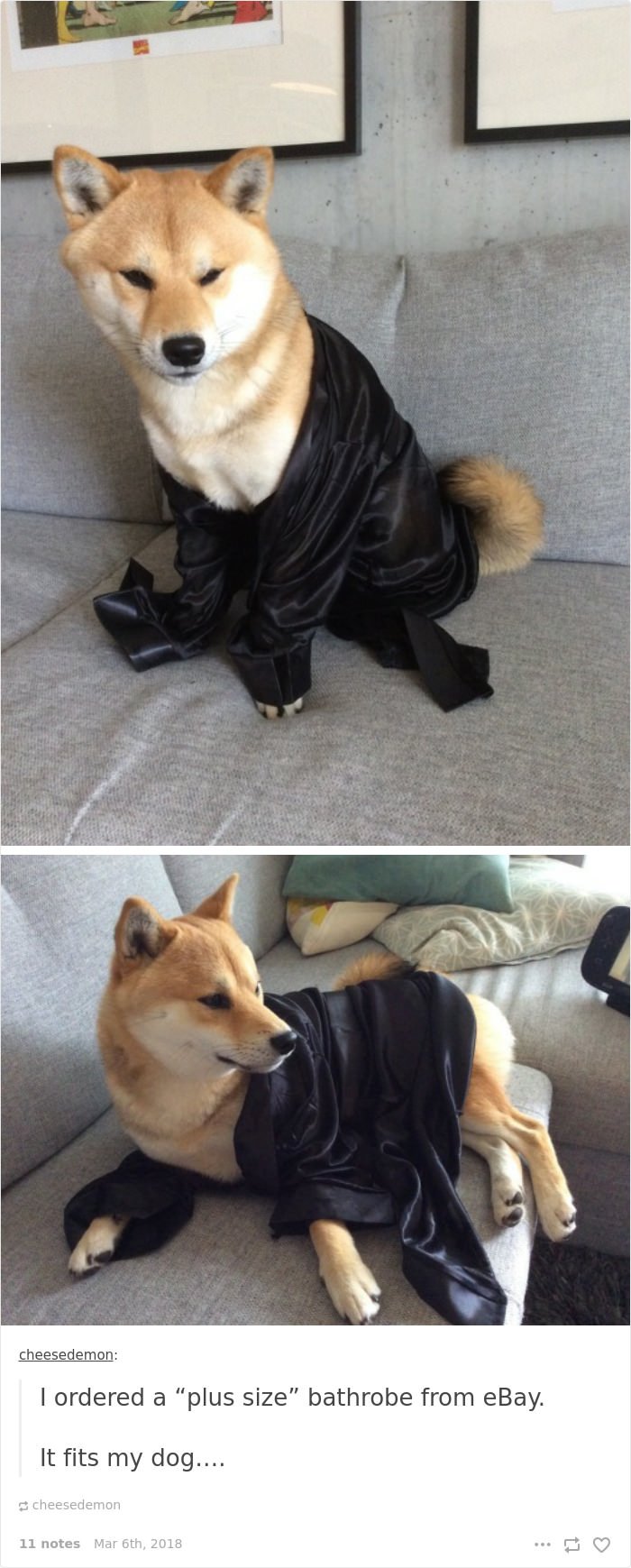 It Fits My Dog...