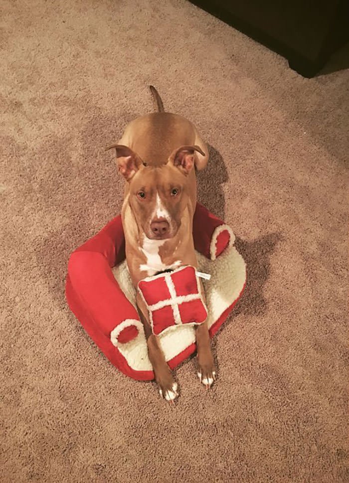 I Have Never Laughed So Hard. I Thought I Ordered An X-Large Dog Bed From Amazon. Surprise! I Didn
