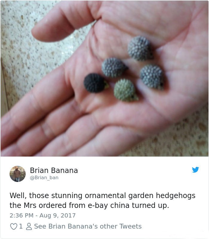 Stunning Hedgehogs Indeed