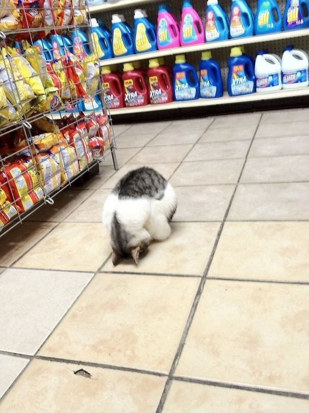 Saw This Guy Sleeping In A Bodega In NYC