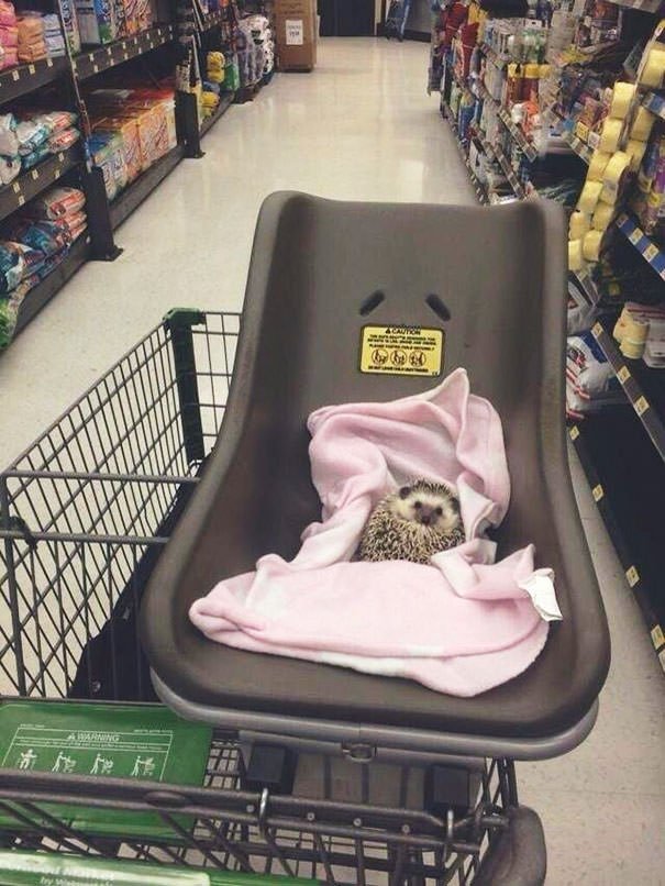  I Take My Hedgehog Grocery Shopping, And No One Tells Me To Stop