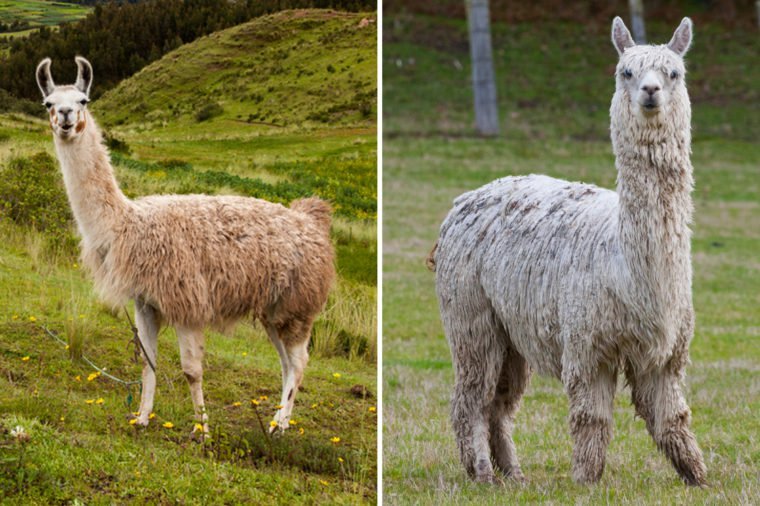 Can You Tell the Difference Between These Nearly Identical Animals ...
