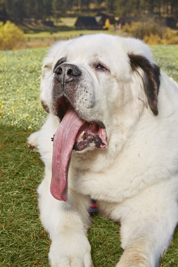 Mochi - Dog With Longest Tongue