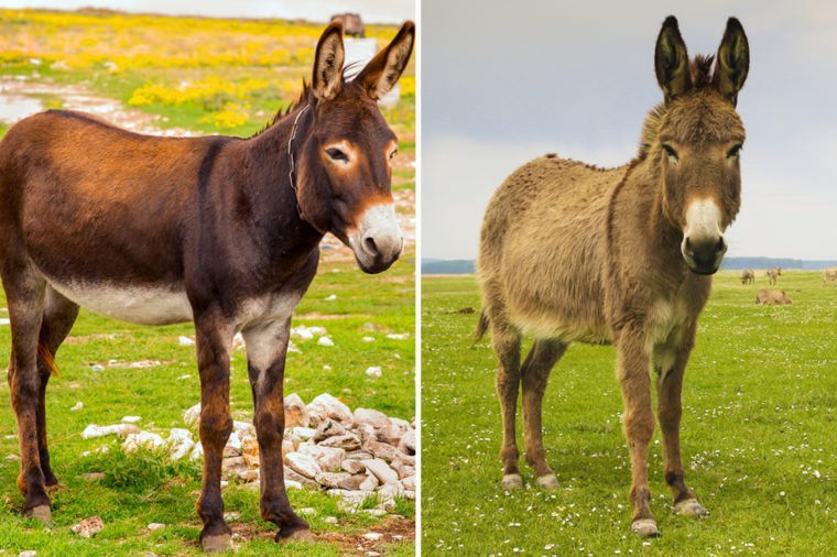Donkey And Mule Uses