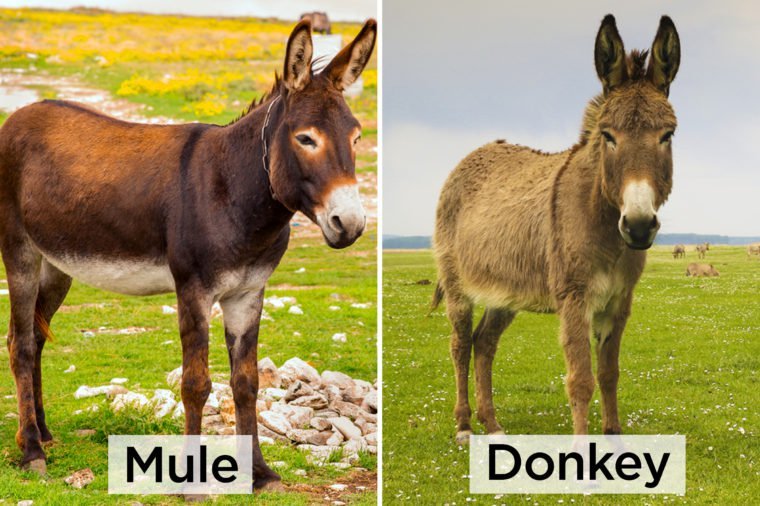 Mule-vs-Donkey