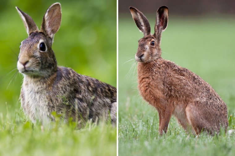 Rabbit-vs-Hare