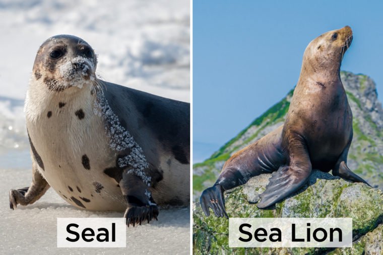 Seal-vs-Sealion