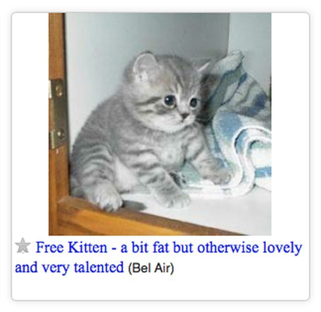 Craigslist ad for a fat kitten