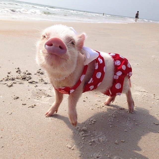 Piglet on a beach in a swimsuit.