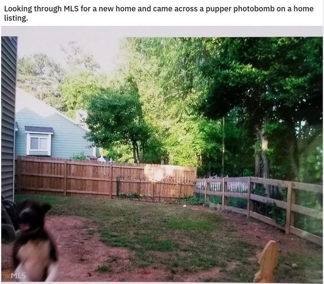 Dog photobombing picture of backyard.