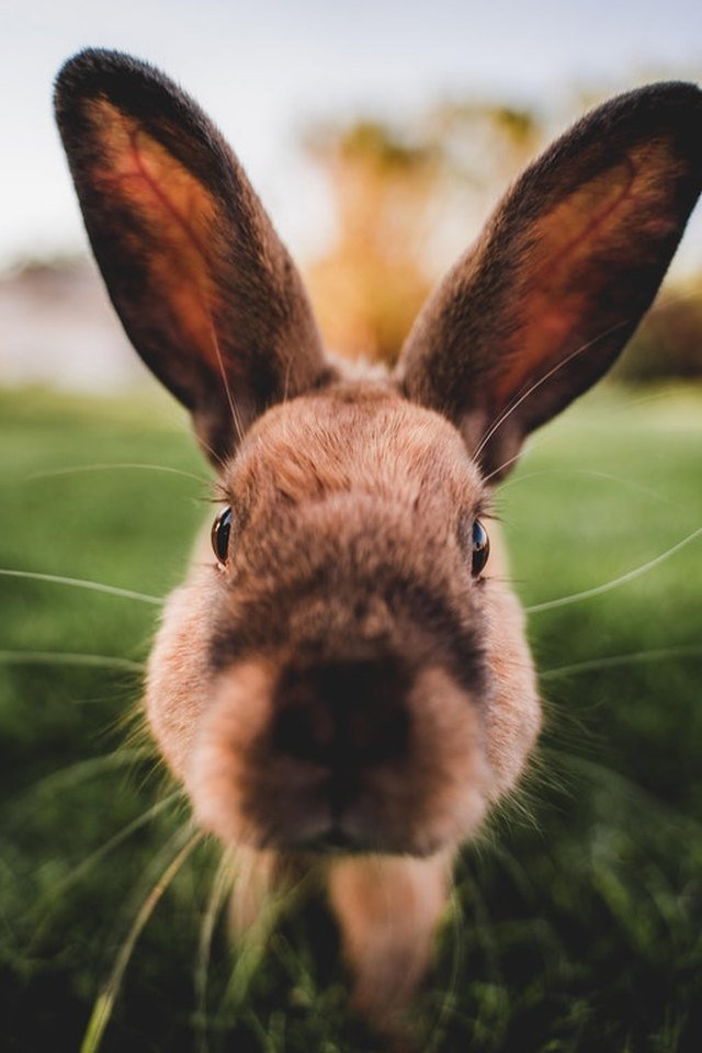 Rabbit looking directly into camera.