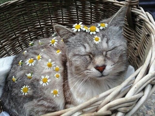 Cat decorated with daisies.