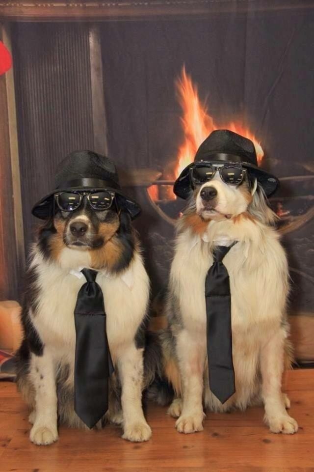 Two dogs in black fedoras, with sunglasses and black ties
