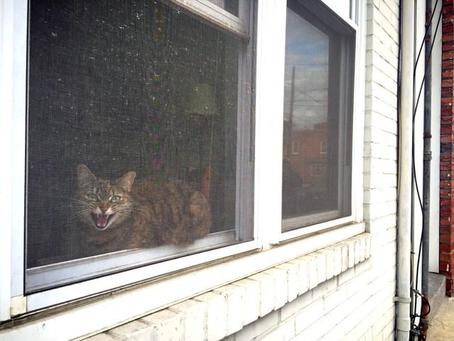 Cat in a window meowing angrily.