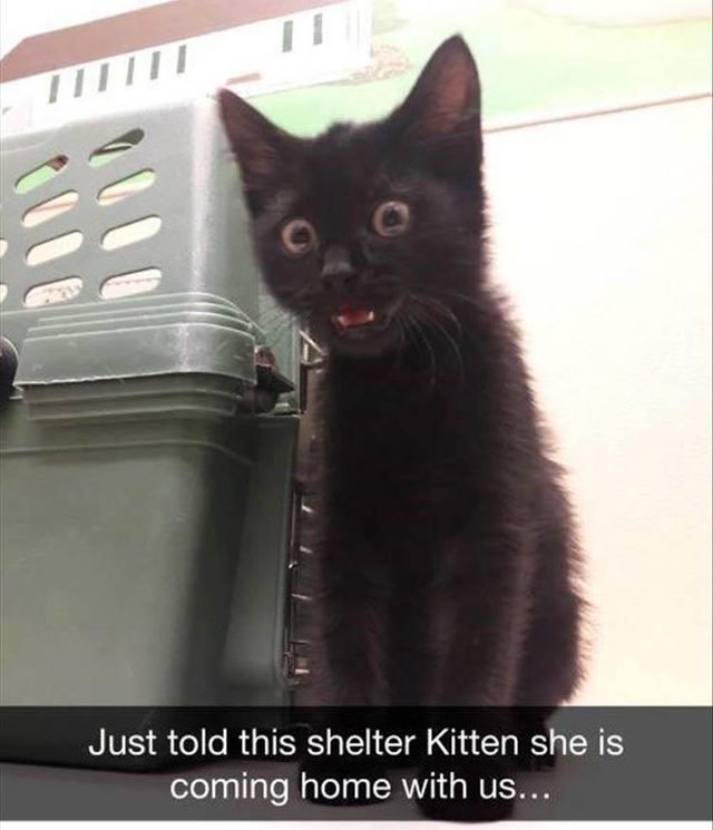 Kitten looking very surprised and happy that she is being adopted