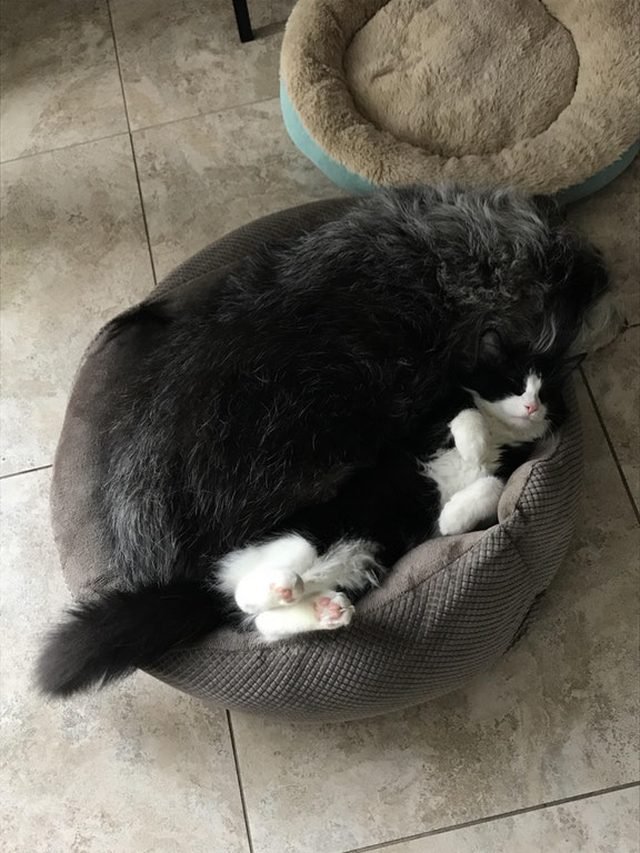 Dog and cat squeezed into the same dog bed.